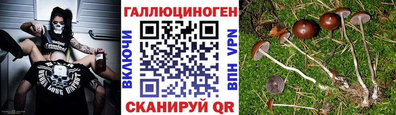 Галлюциногенные грибы Cubensis  где продают   Бежецк 